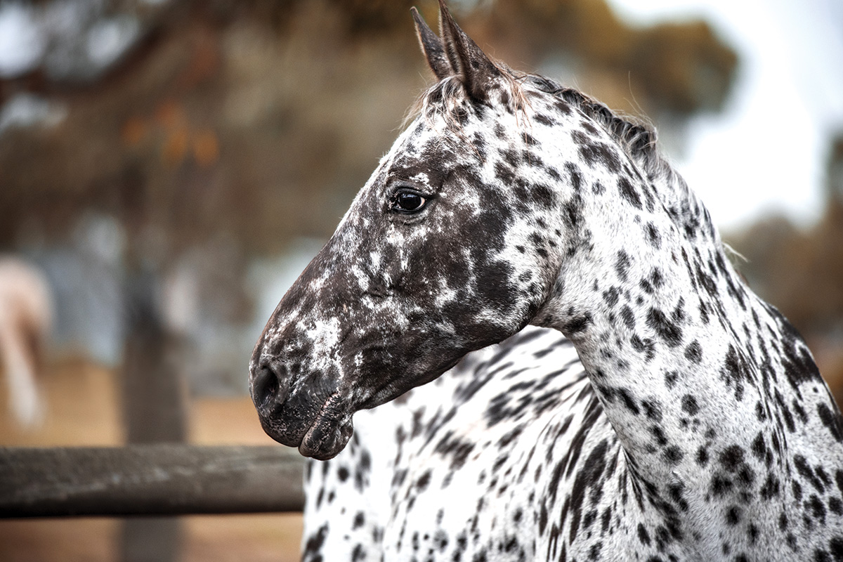 The Appaloosa & Knabstrupper: Spot the Difference - Horse Illustrated